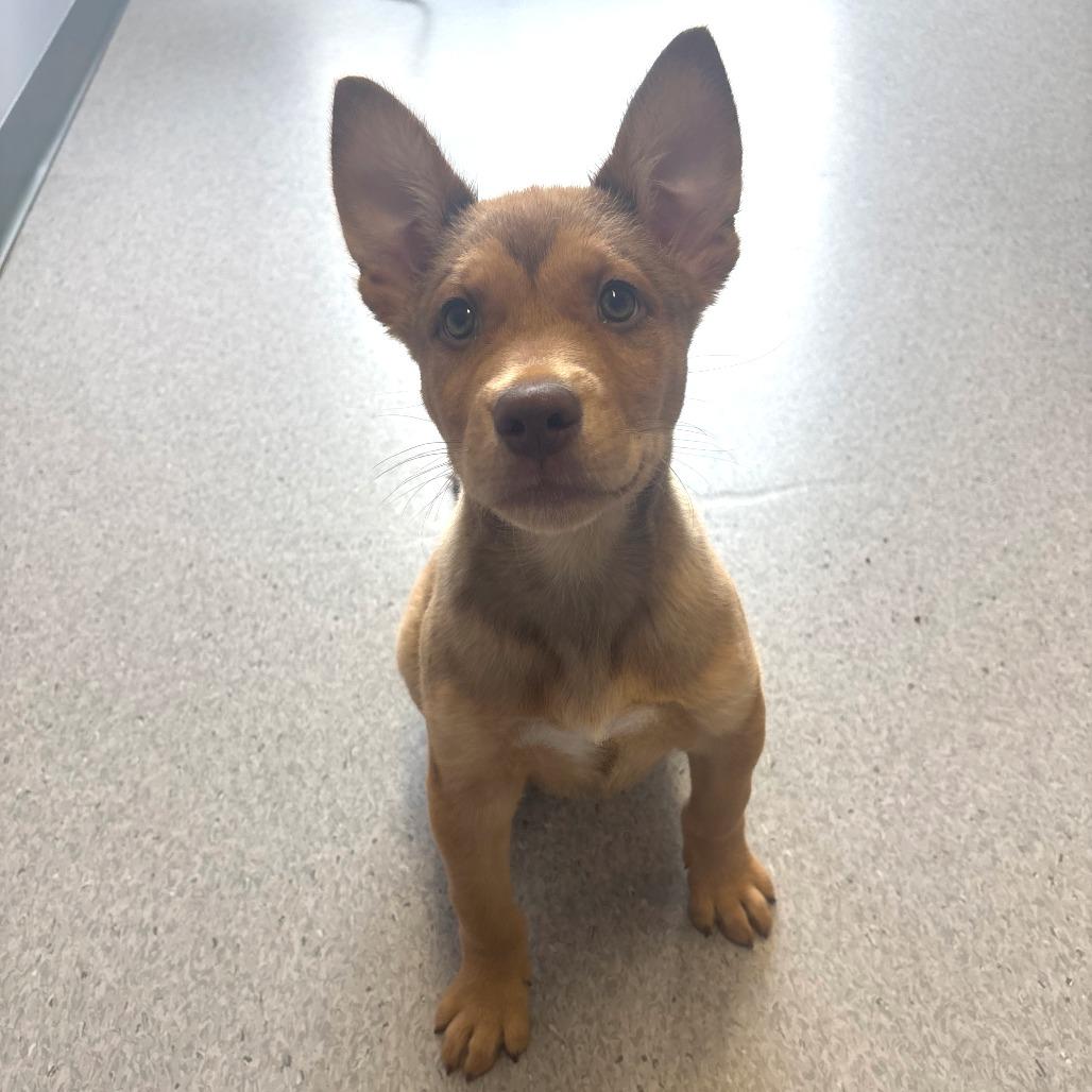 Enlarge Kip, a Adoptable Mixed Breed in Saskatoon, SK image 3/4