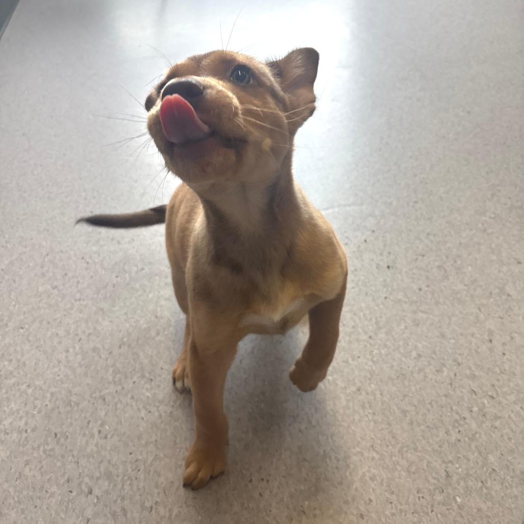 Enlarge Kip, a Adoptable Mixed Breed in Saskatoon, SK image 4/4