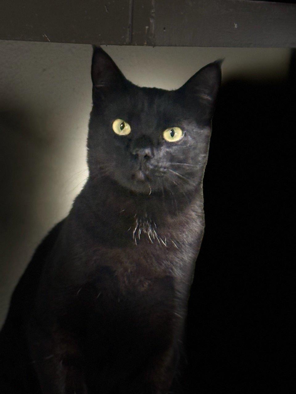 Kanye, a Adoptable Domestic Short Hair in Parlier, CA image 2/6