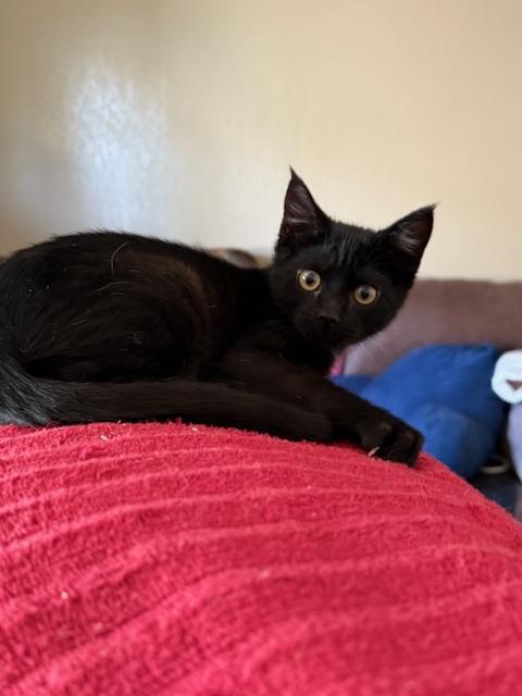 Kanye, a Adoptable Domestic Short Hair in Parlier, CA image 3/6