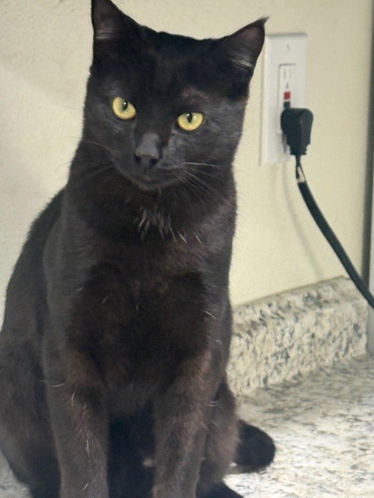 Kanye, a Adoptable Domestic Short Hair in Parlier, CA image 4/6