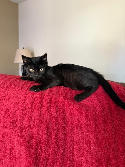 Enlarge Kanye, a Adoptable Domestic Short Hair in Parlier, CA image 3/6