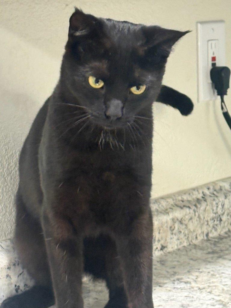 Kanye, a Adoptable Domestic Short Hair in Parlier, CA image 6/6