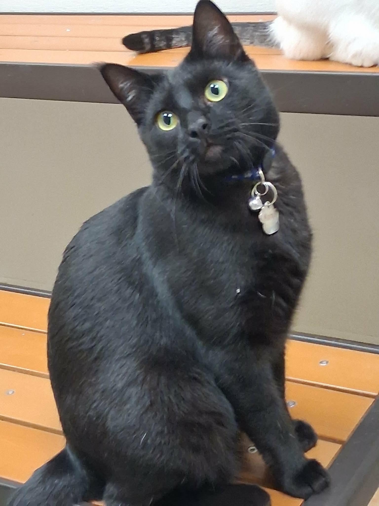 Kanye, a Adoptable Domestic Short Hair in Parlier, CA image 4/6