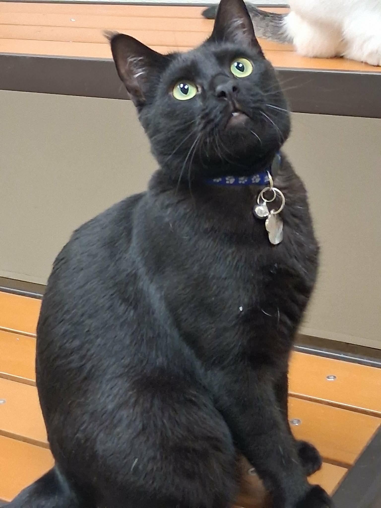 Enlarge Kanye, a Adoptable Domestic Short Hair in Parlier, CA image 6/6