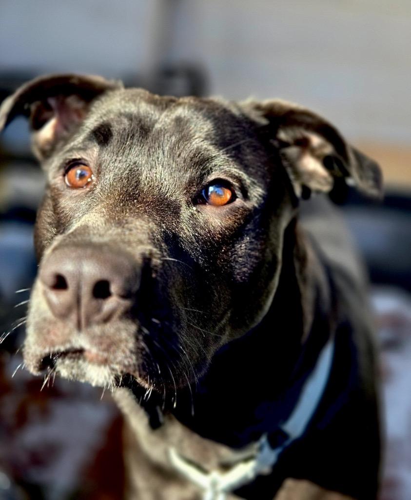 Enlarge Rocco - Massachusetts, a Adoptable mixed breed in Princeton, MA image 1/6