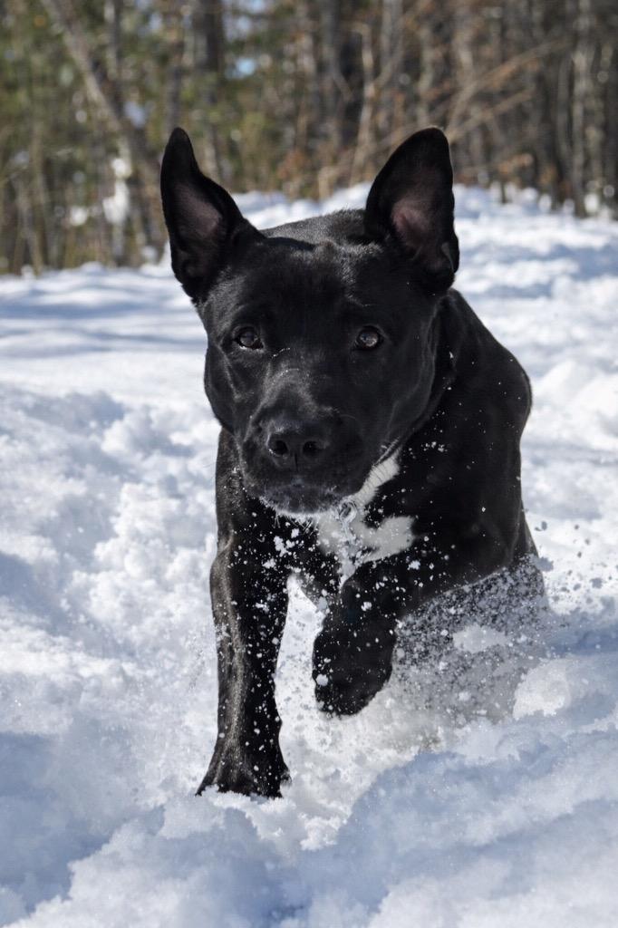 Enlarge Rocco - Massachusetts, a Adoptable mixed breed in Princeton, MA image 2/6