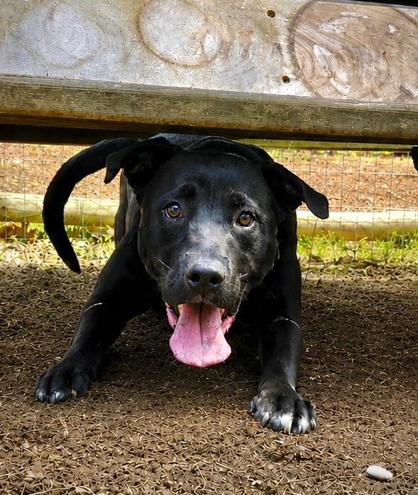 Enlarge Rocco - Massachusetts, a Adoptable mixed breed in Princeton, MA image 3/6