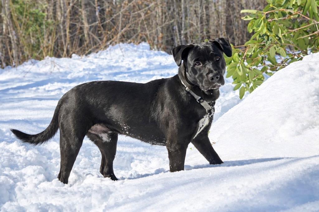 Enlarge Rocco - Massachusetts, a Adoptable mixed breed in Princeton, MA image 4/6