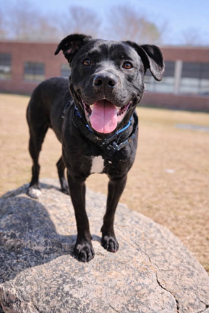 Enlarge Rocco - Massachusetts, a Adoptable mixed breed in Princeton, MA image 5/6
