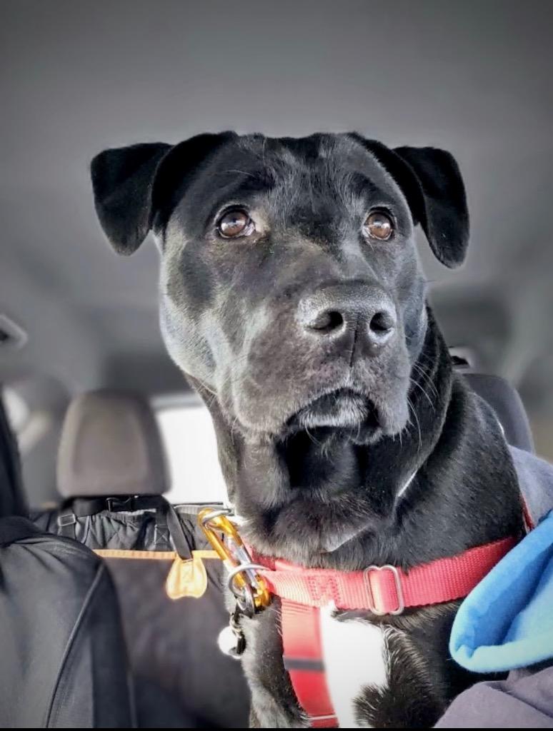 Enlarge Rocco - Massachusetts, a Adoptable mixed breed in Princeton, MA image 6/6