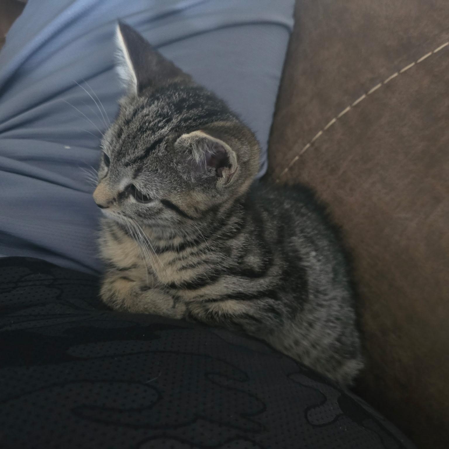 Samantha , an adoptable Tabby in Woodbridge, NJ image 5/5