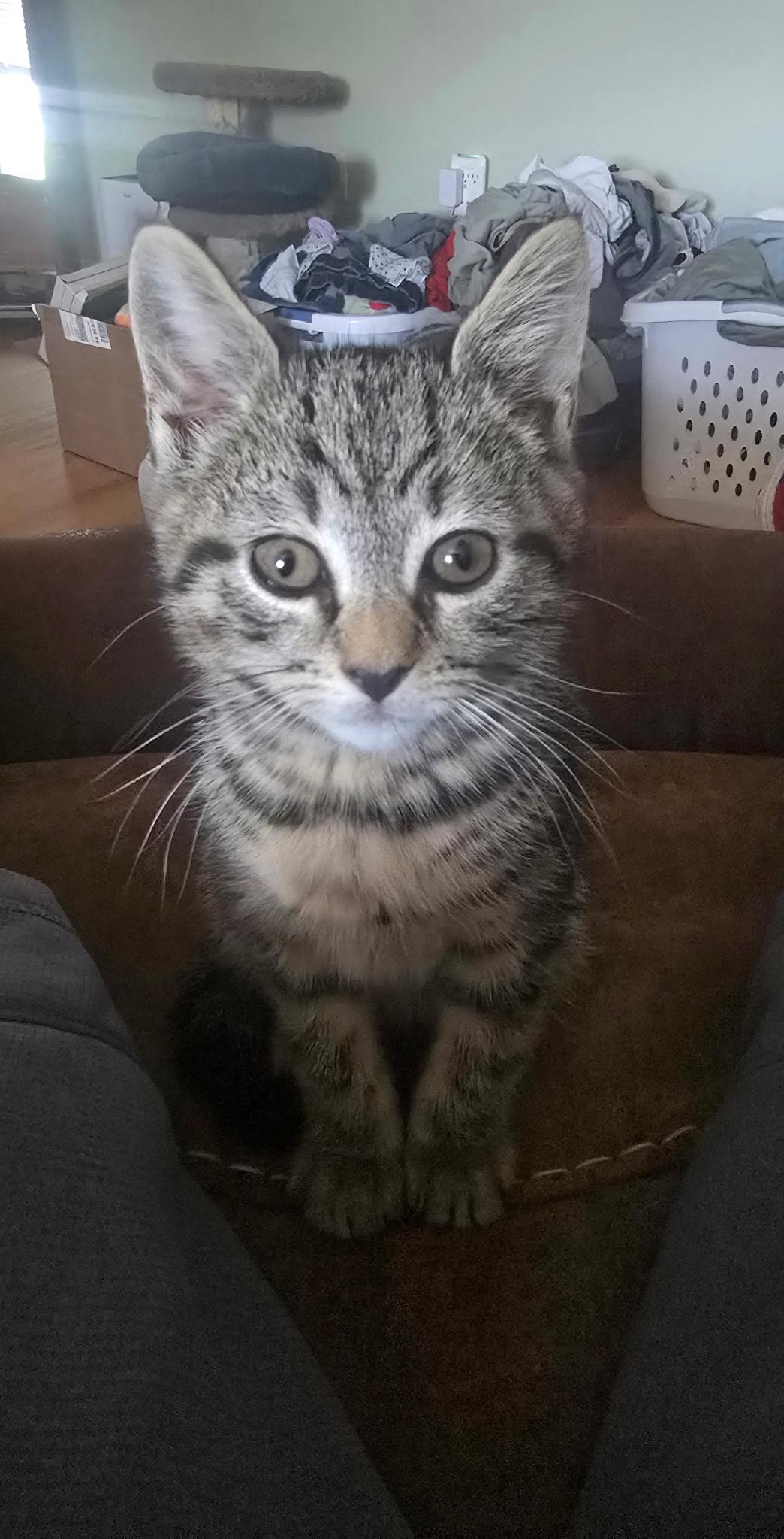 Samantha , adopted, Kitten Female Tabby.