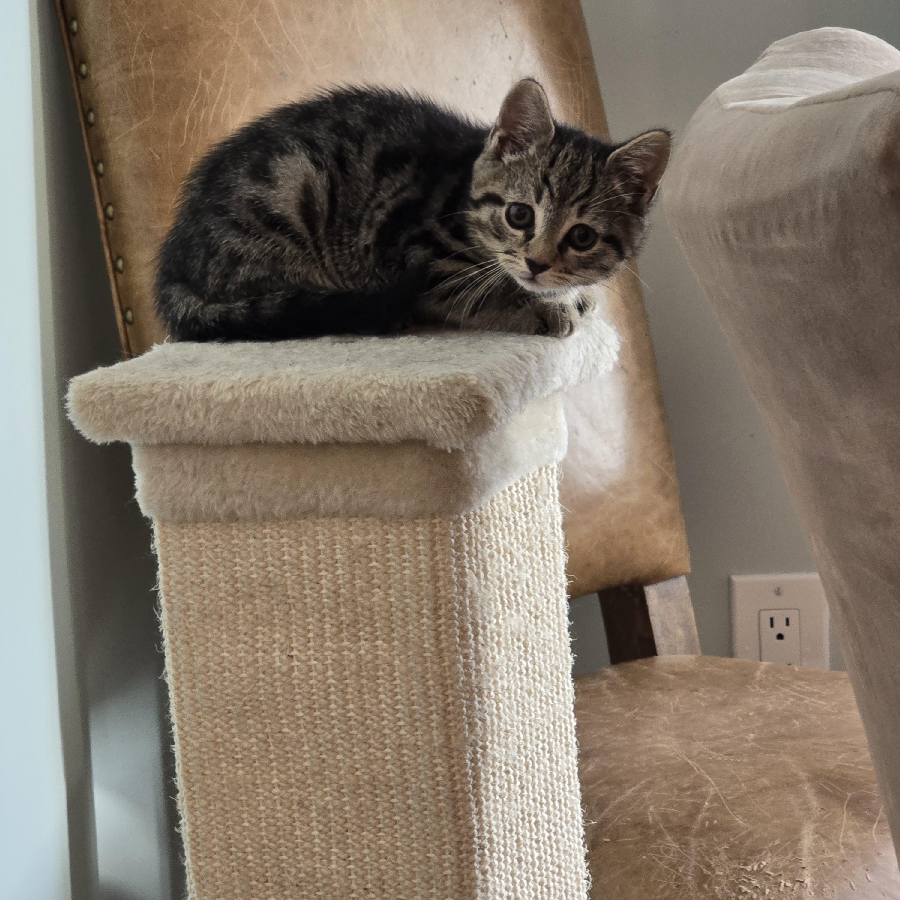 Samantha , an adoptable Tabby in Woodbridge, NJ image 4/5