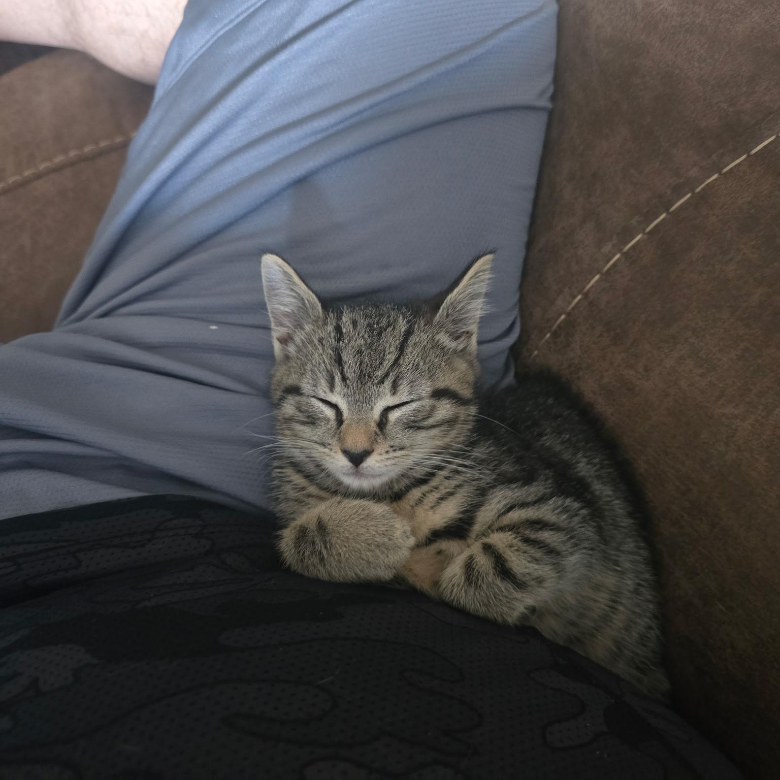 Samantha , an adoptable Tabby in Woodbridge, NJ image 3/5