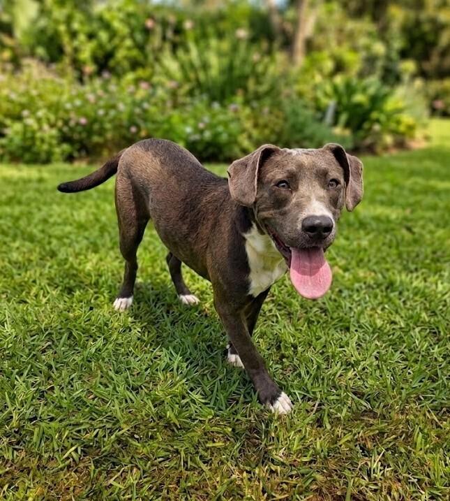 Muskateer, Adoptable, Adult Male Hound.