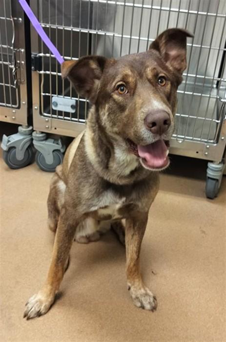 SHERMAN, Adoptable, Young Male German Shepherd Dog & Siberian Husky.