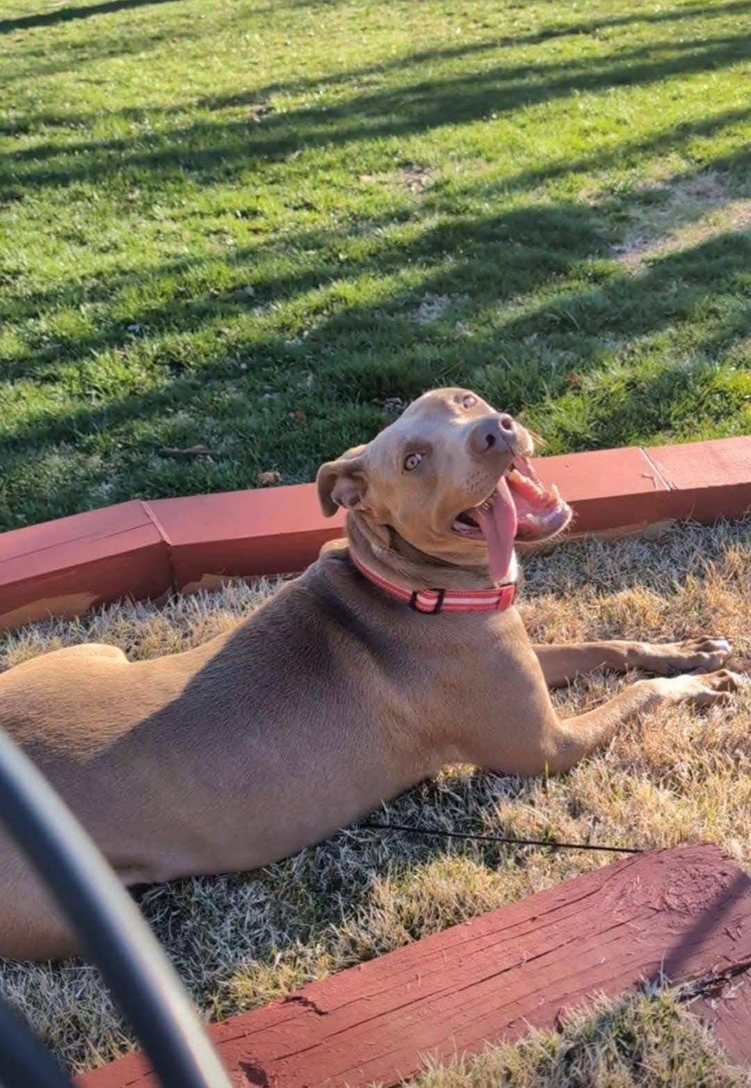 Mocha , a ADOPTABLE mixed breed in grant, AL image 2/4