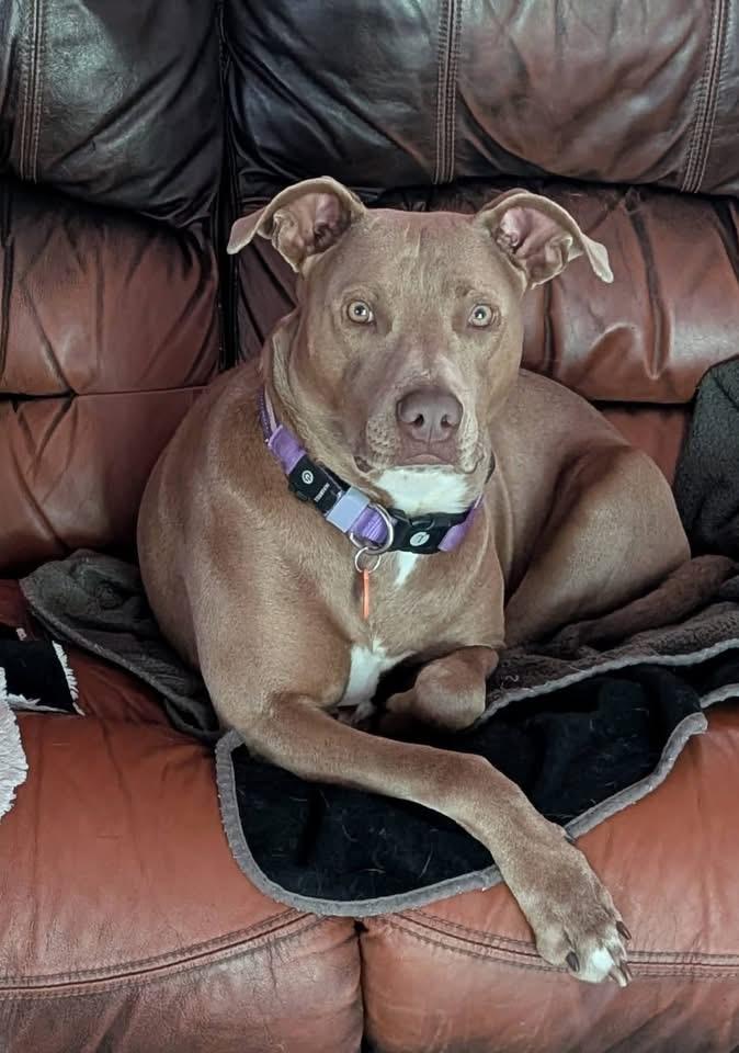 Mocha , ADOPTABLE, Adult Female Weimaraner & Labrador Retriever.