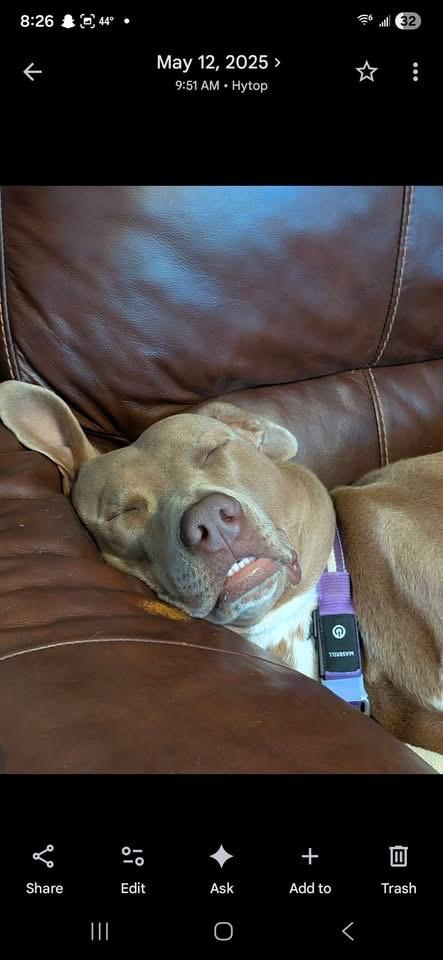 Mocha , a ADOPTABLE mixed breed in grant, AL image 4/4