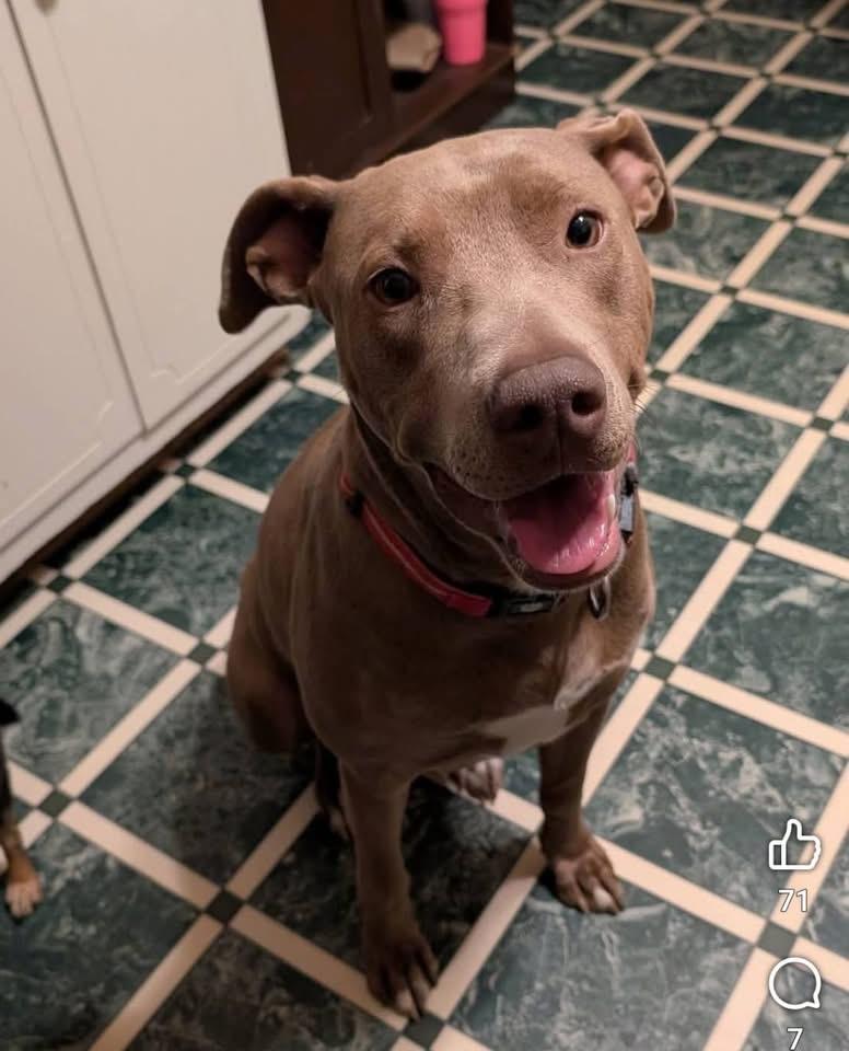 Mocha , a ADOPTABLE mixed breed in grant, AL image 3/4