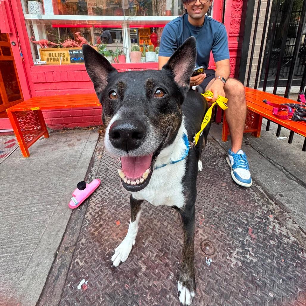 Thor, Adoptable, Adult Male Mixed Breed.