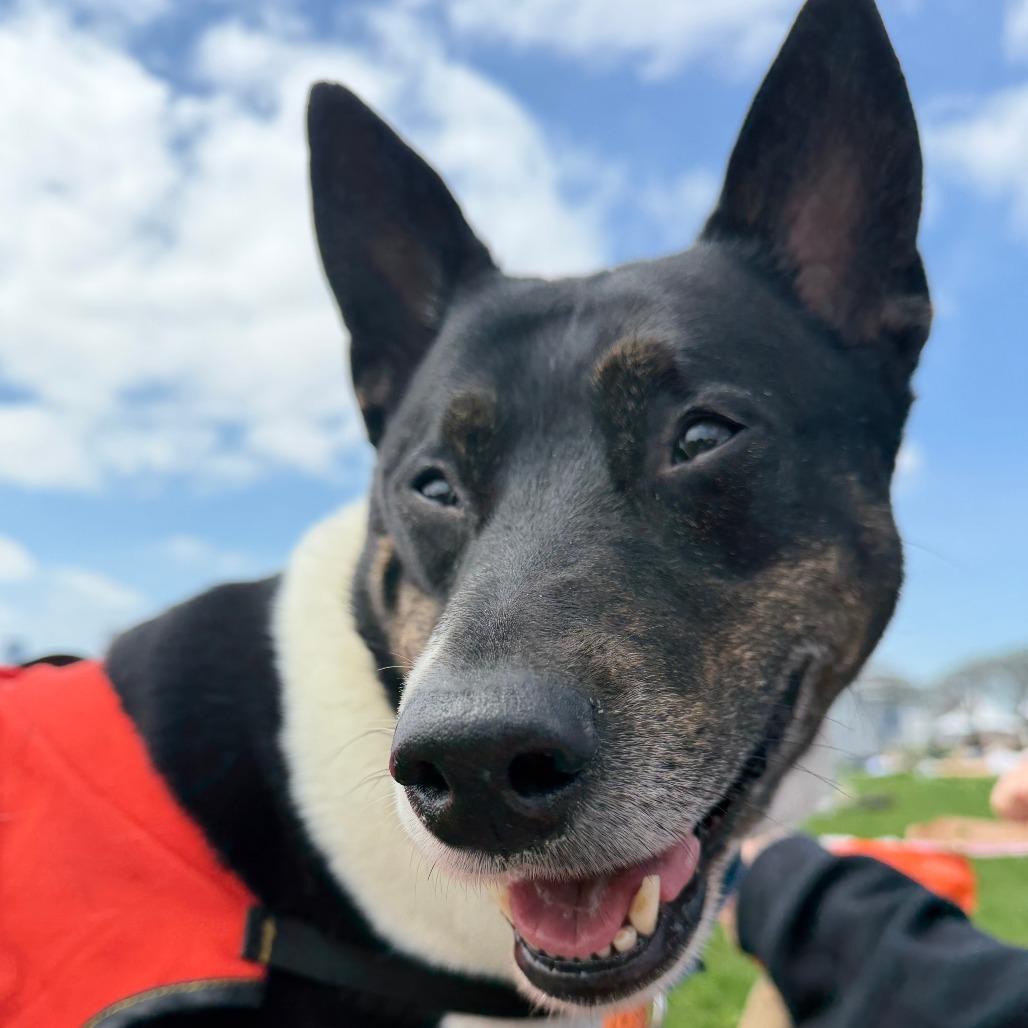 Enlarge Thor, a Adoptable Mixed Breed in New York, NY image 2/6