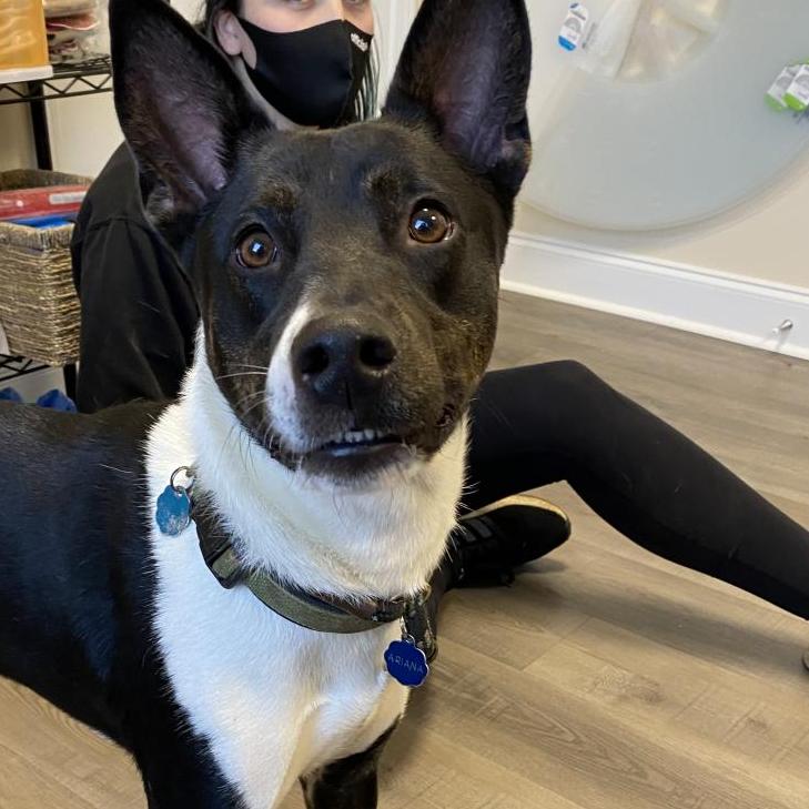 Enlarge Thor, a Adoptable Mixed Breed in New York, NY image 3/6