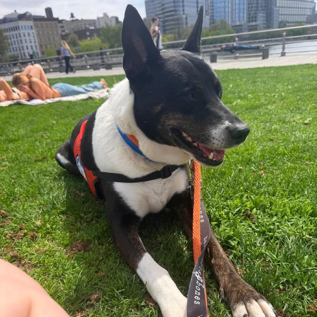 Enlarge Thor, a Adoptable Mixed Breed in New York, NY image 4/6