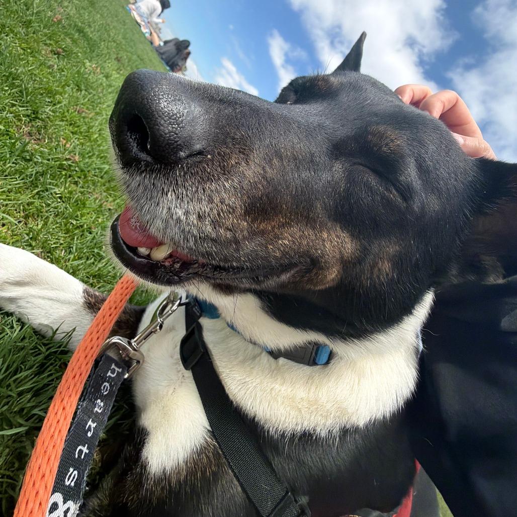 Enlarge Thor, a Adoptable Mixed Breed in New York, NY image 5/6
