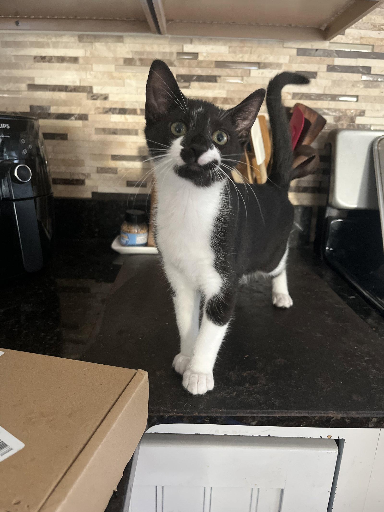 Subaru, a Adopted Domestic Short Hair in Broomall, PA image 1/3