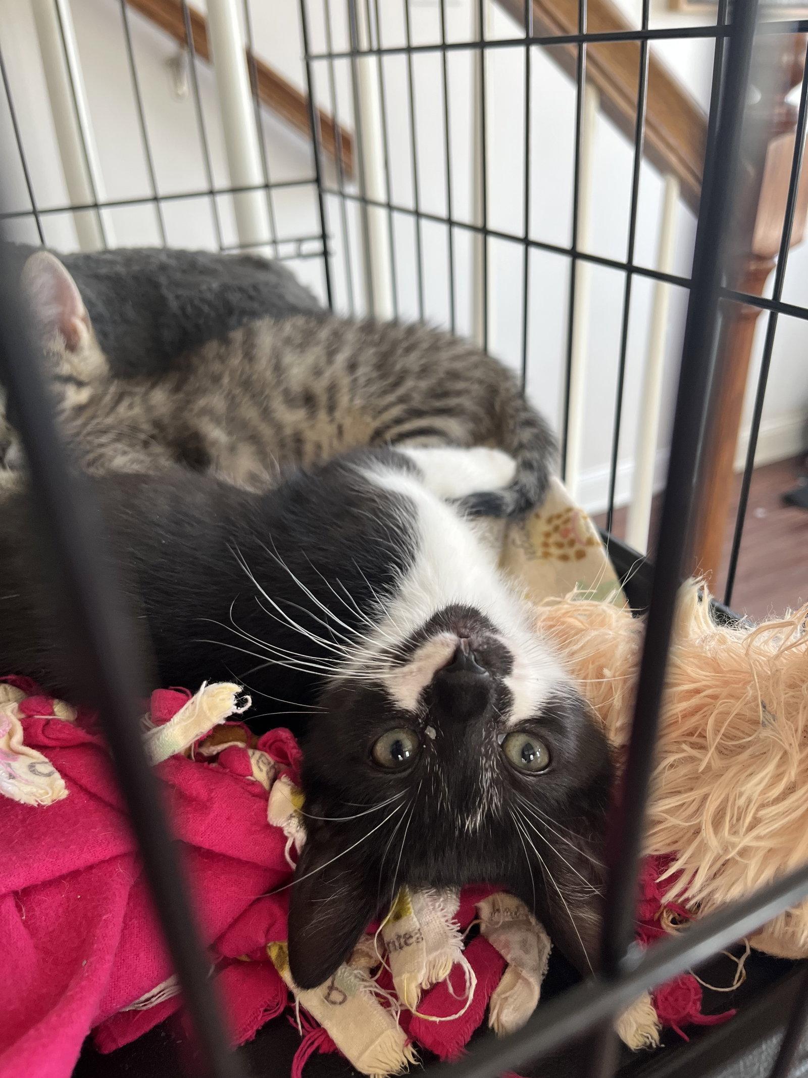 Subaru, a Adopted Domestic Short Hair in Broomall, PA image 2/3