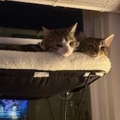 Enlarge Hoggle & Tobi, an adopted mixed breed in Hyattsville, MD image 3/6