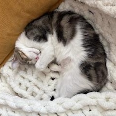 Enlarge Hoggle & Tobi, an adopted mixed breed in Hyattsville, MD image 5/6