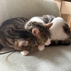 Enlarge Hoggle & Tobi, an adopted mixed breed in Hyattsville, MD image 2/6