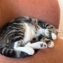 Enlarge Hoggle & Tobi, an adopted mixed breed in Hyattsville, MD image 6/6