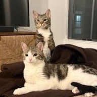 Enlarge Hoggle & Tobi, an adopted mixed breed in Hyattsville, MD image 1/6