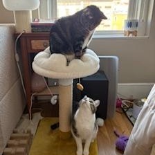 Enlarge Hoggle & Tobi, an adopted mixed breed in Hyattsville, MD image 4/6