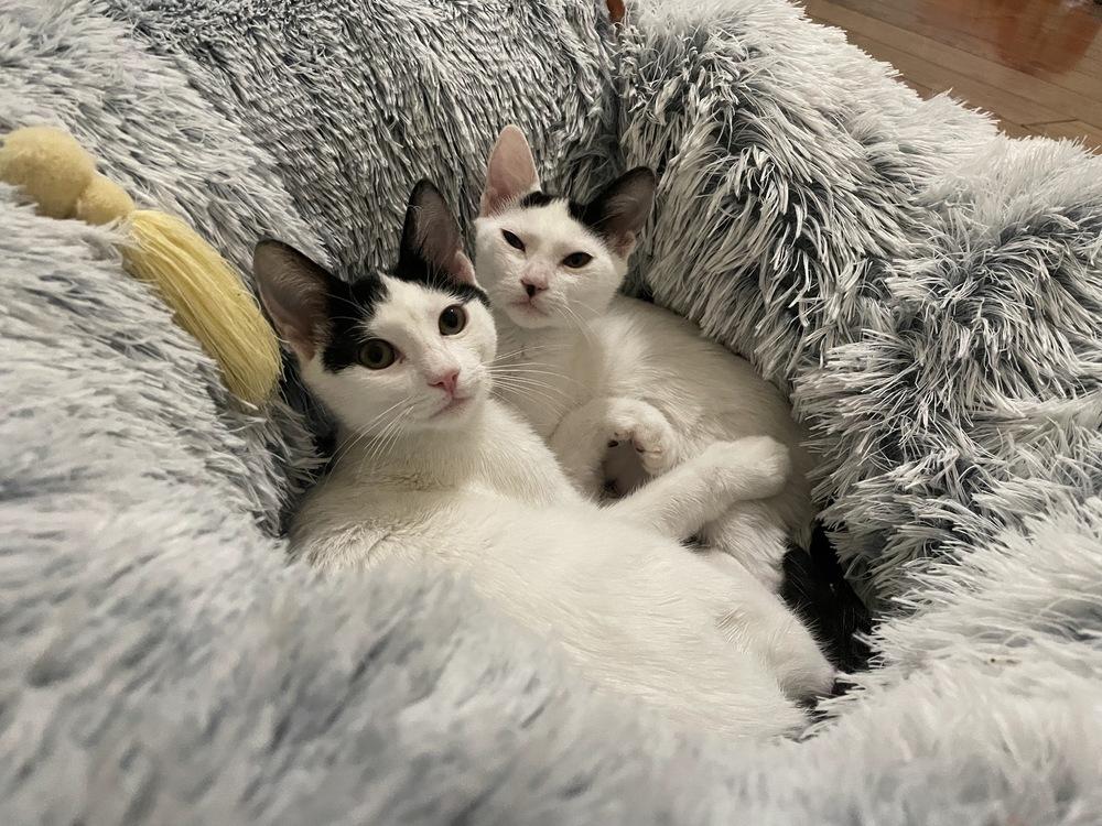 Toasty, a Adoptable mixed breed in Austin, TX image 1/6