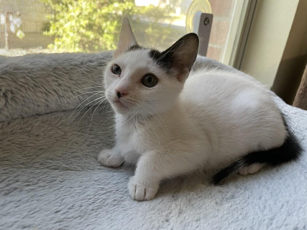 Toasty, a Adoptable mixed breed in Austin, TX image 2/6