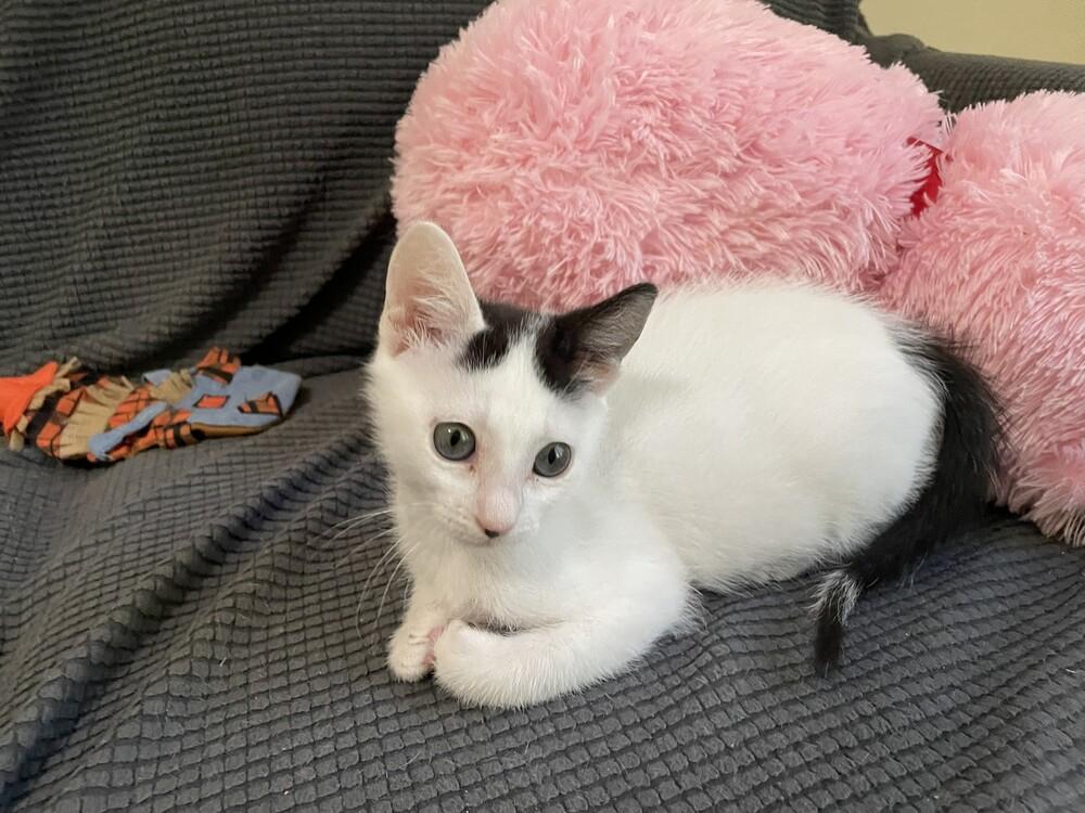 Toasty, a Adoptable mixed breed in Austin, TX image 3/6