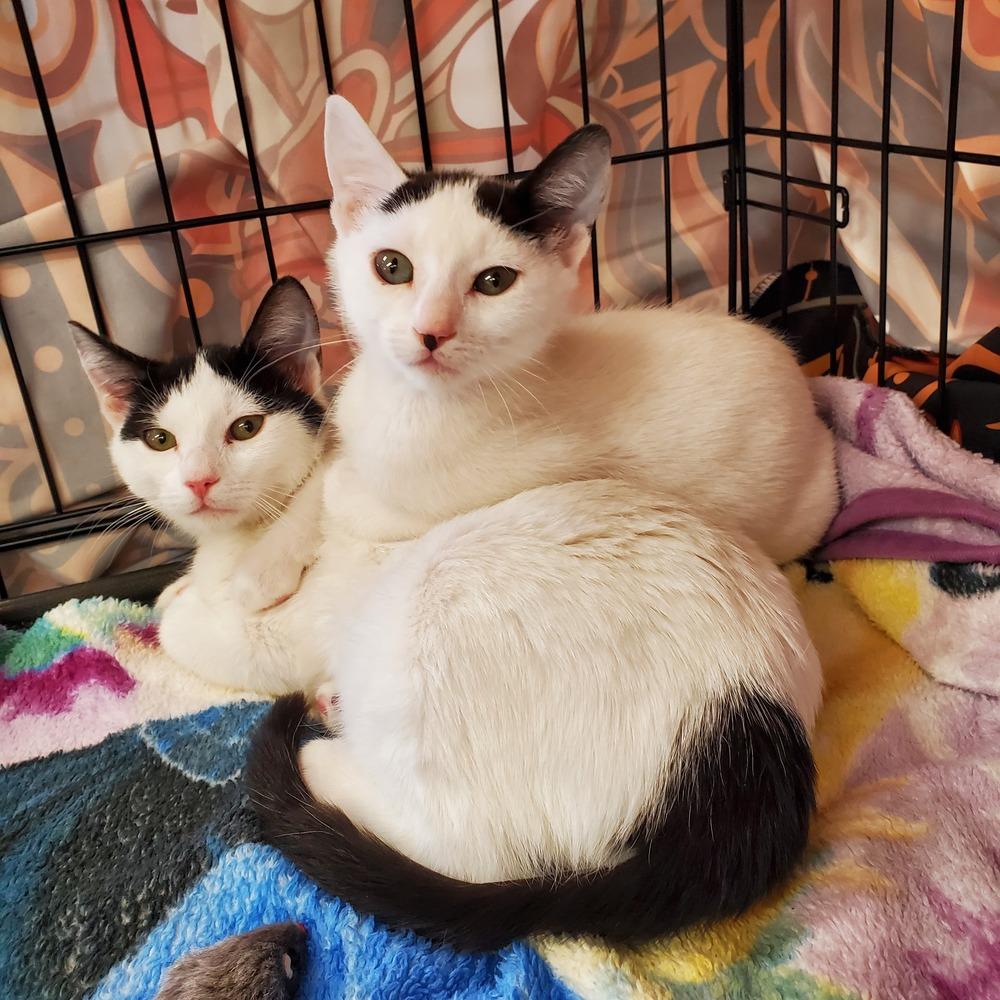 Toasty, a Adoptable mixed breed in Austin, TX image 4/6