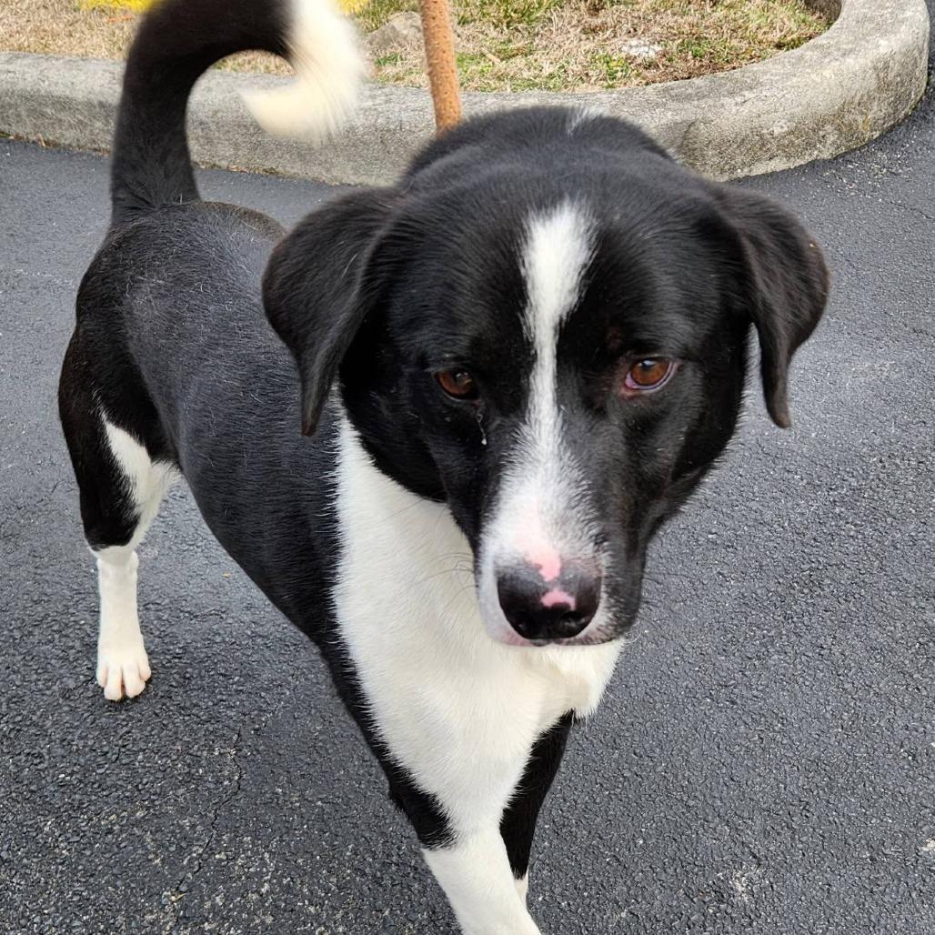 Enlarge Winston (prev Scott), a Adoptable mixed breed in Fairfax Station, VA image 1/6