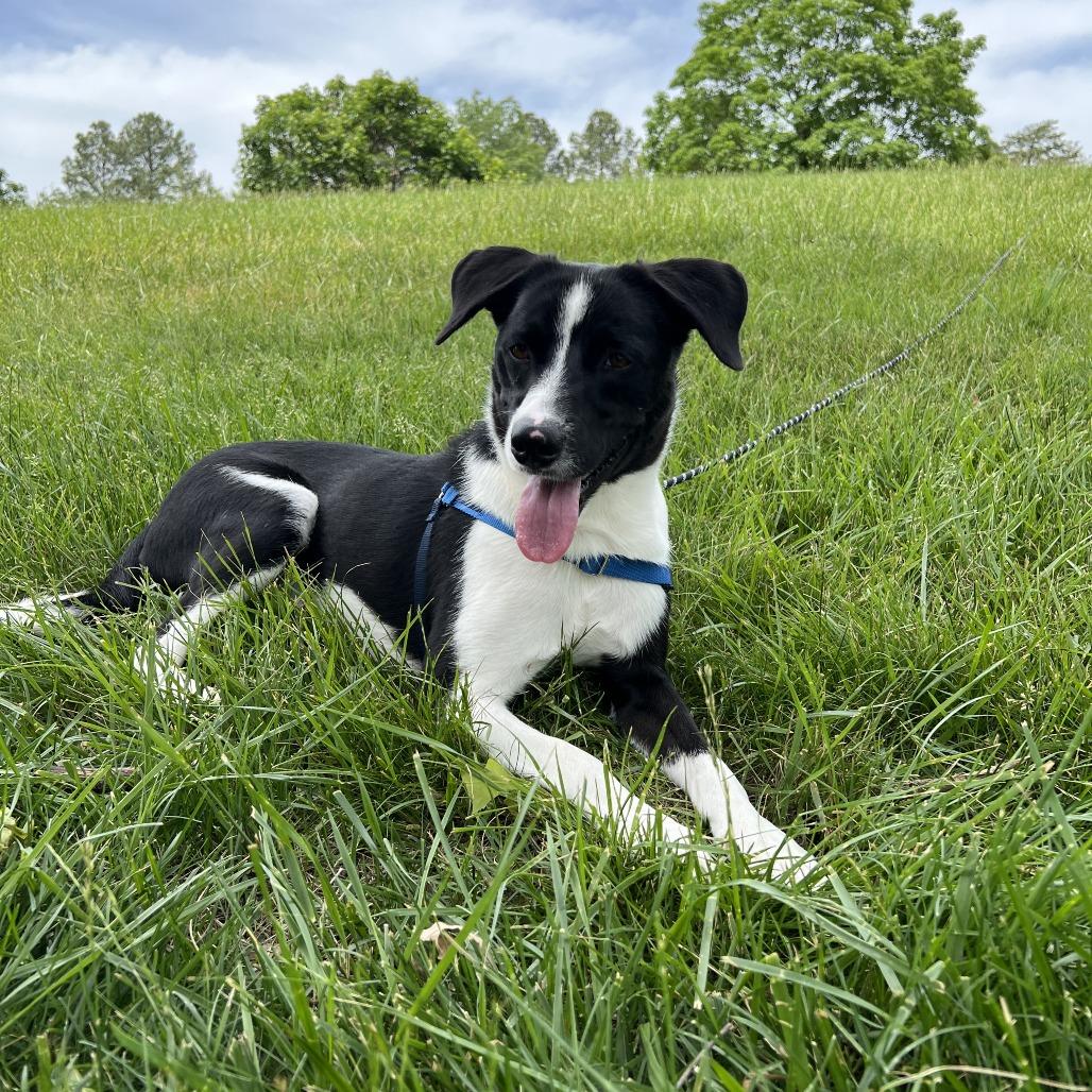 Enlarge Winston (prev Scott), a Adoptable mixed breed in Fairfax Station, VA image 2/6