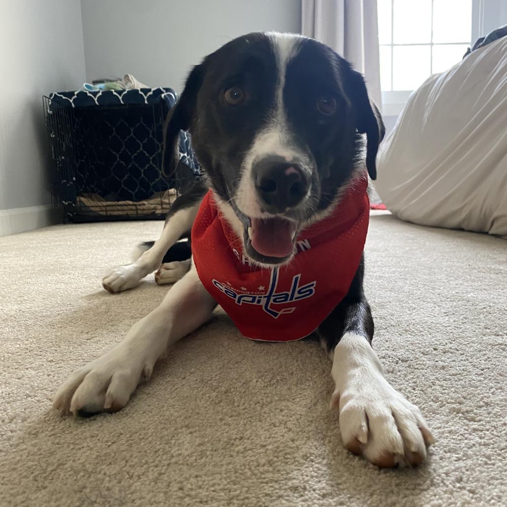 Enlarge Winston (prev Scott), a Adoptable mixed breed in Fairfax Station, VA image 3/6