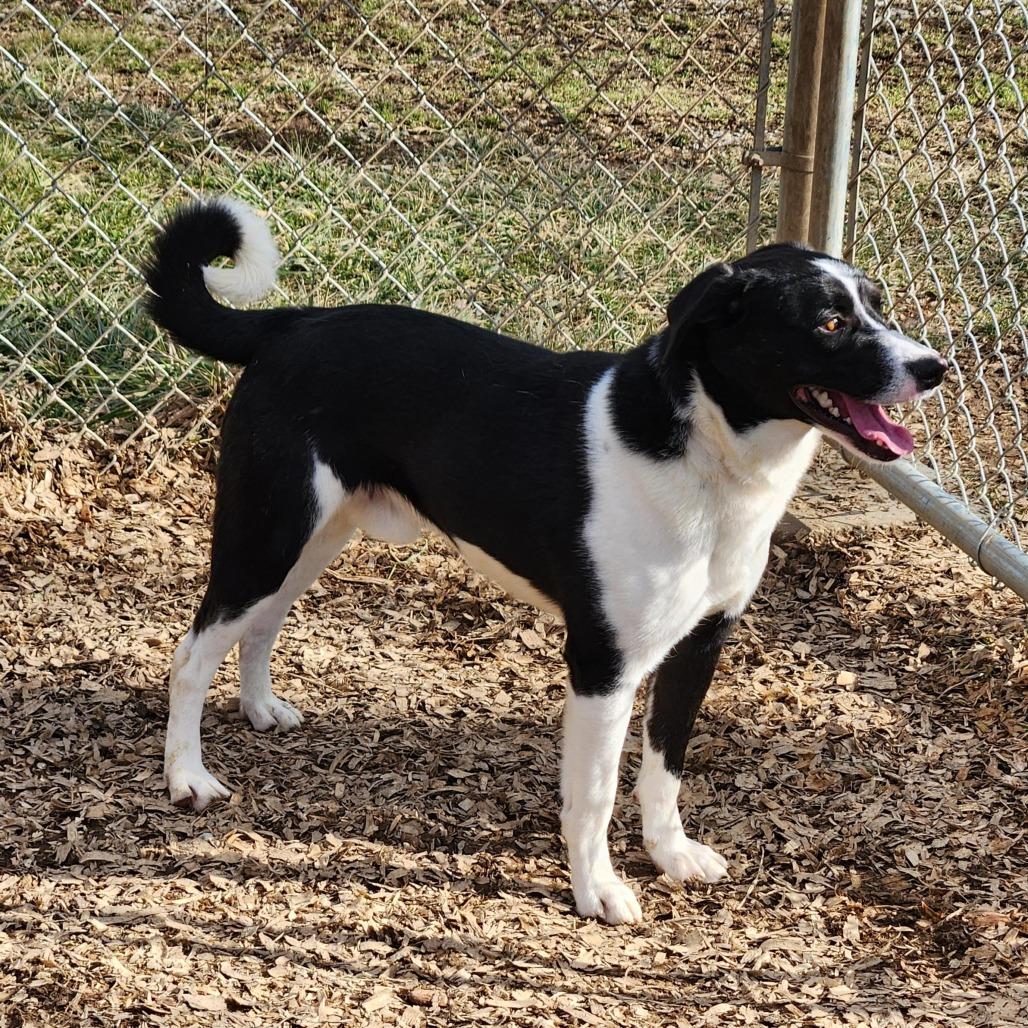 Enlarge Winston (prev Scott), a Adoptable mixed breed in Fairfax Station, VA image 4/6