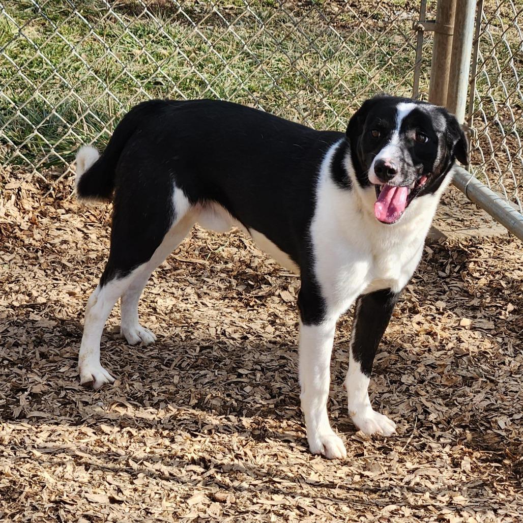 Enlarge Winston (prev Scott), a Adoptable mixed breed in Fairfax Station, VA image 5/6