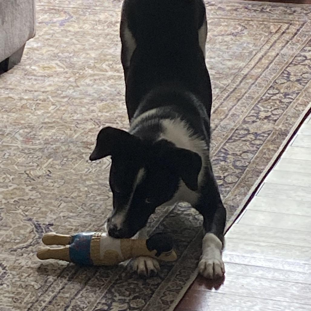 Enlarge Winston (prev Scott), a Adoptable mixed breed in Fairfax Station, VA image 6/6