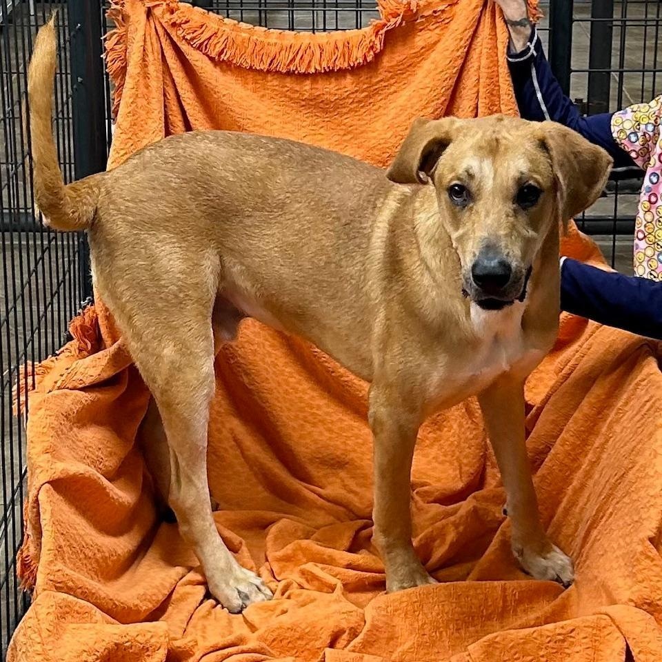 Buddy, ADOPTABLE, Young Male Labrador Retriever & Mixed Breed.