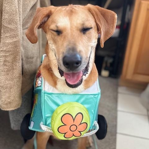 Enlarge Buddy, an adoptable mixed breed in Bartonsville, PA image 2/6